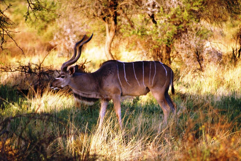 nab (1919).jpg - Kudu